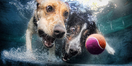 Underwater Dogs