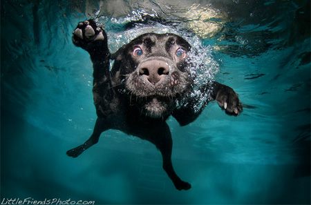 Diving Dog