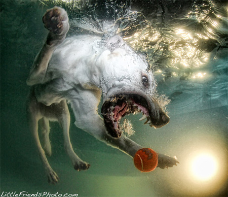 Underwater Dog