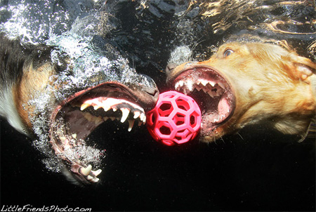 Underwater Dog Photography