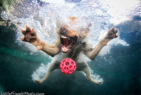 Swimming Dog