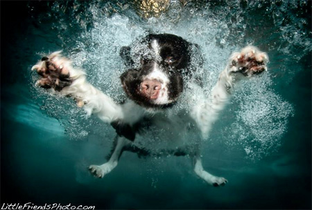 Swimming Dogs