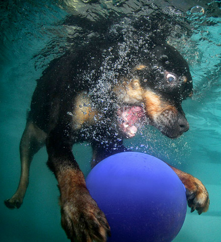 Diving Dogs