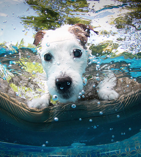 Dogs Can Swim