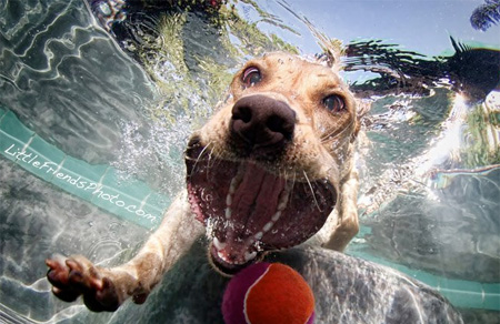 Underwater Dogs by Seth Casteel