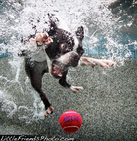 Swimming Dogs Photos