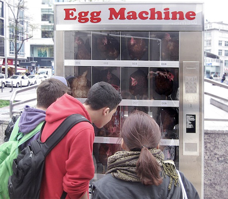 Chicken in Vending Machine