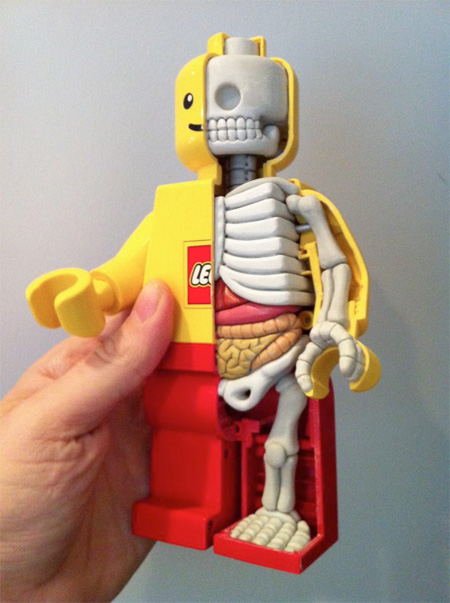 Anatomical LEGO