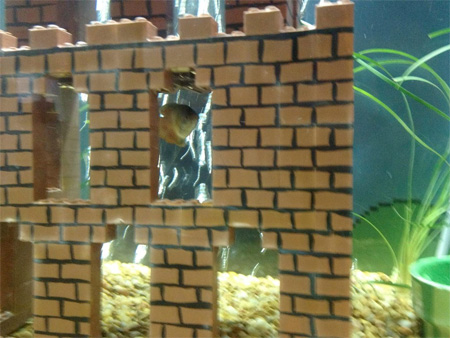 Super Mario Fish