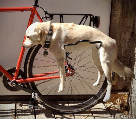 سفر با دوچرخه با سگ ها
