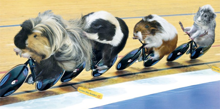 Guinea Pig Olympics