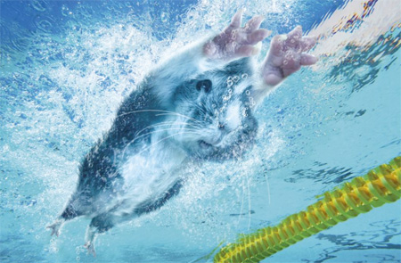 Guinea Pig Olympic Games