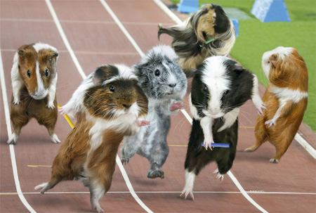 Guinea Pig Games