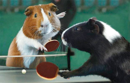 The Guinea Pig Olympics