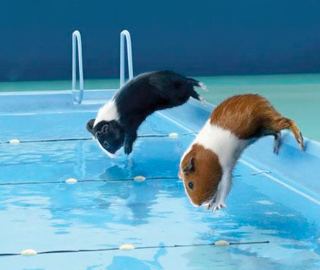 Guinea Pig Summer Olympics