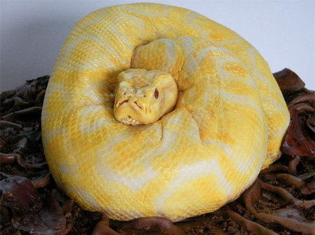 Realistic Snake Cake