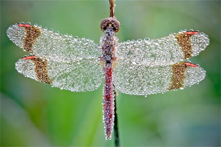 Water on Insects