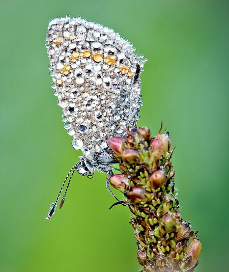 Water Drops on Insects