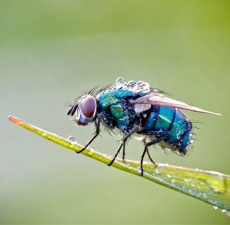 Water Covered Insects