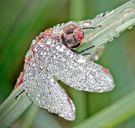 Water Droplets