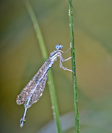 Beautiful Macro Photography