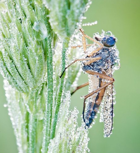 Water Droplets Photography