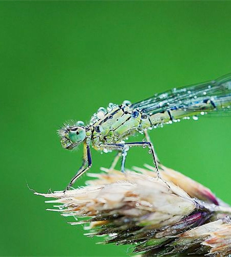 Morning Dew Photography