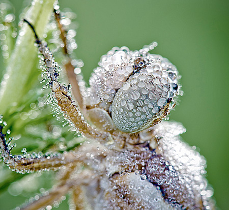 Water Drops Photography