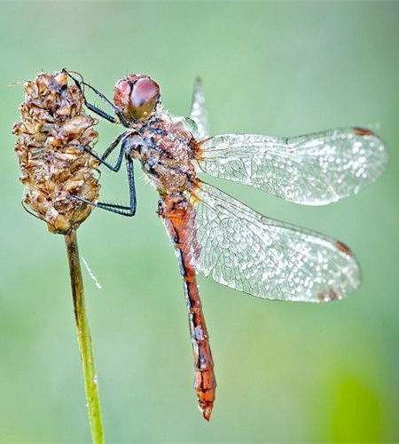 David Chambon Macro Photography