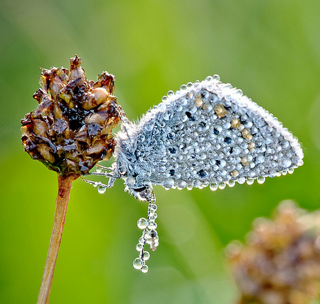 Macro Photography by David Chambon