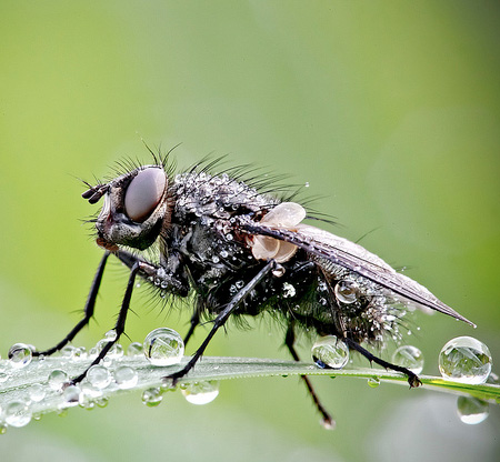 Insects Covered in Water Drops