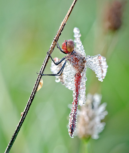 Insects Covered in Water Droplets