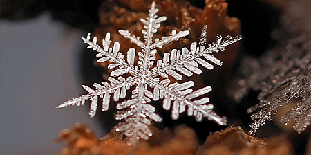 Close Up Photos of Snowflakes