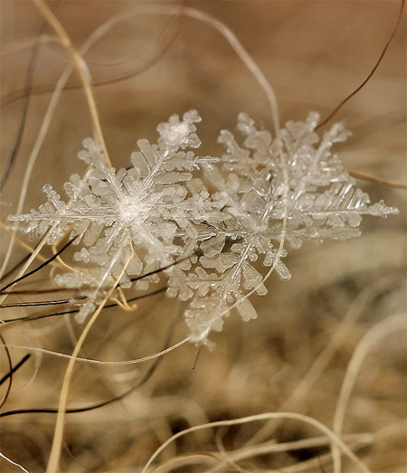 Photos of Snowflakes