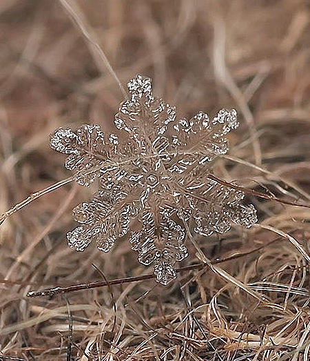 Macro Snowflakes