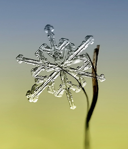 Macro Snowflake