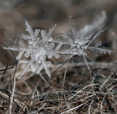 Beautiful Snowflakes