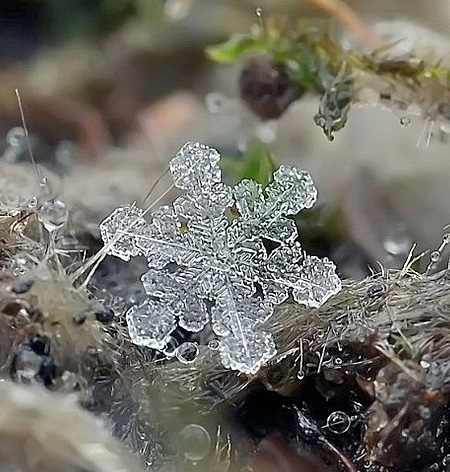 Snowflake Photography