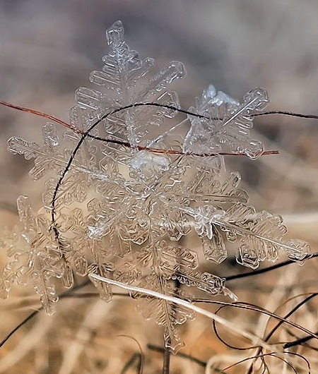 Winter Snowflake