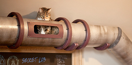 Cat Transit System