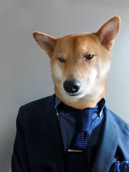 Stylish Dog