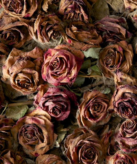 Dead Roses