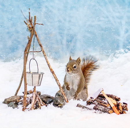 Photos of a Squirrel