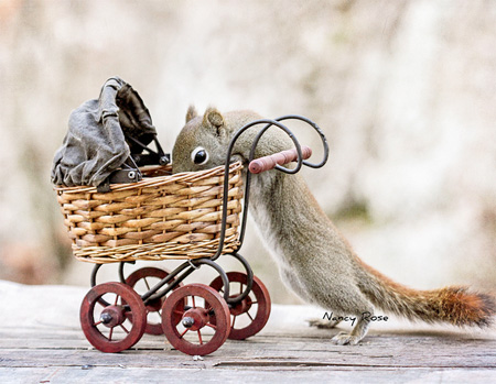 Creative Squirrel Photography