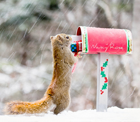 Squirrels by Nancy Rose