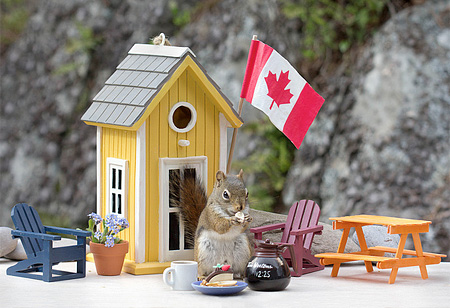 Canadian Squirrels