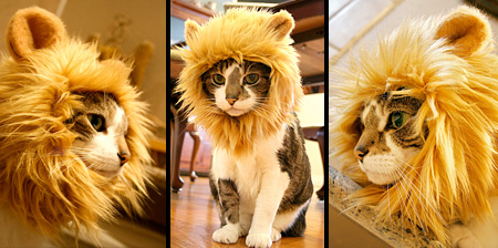 Lion Hat for Cats