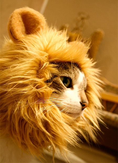 Lion Cat Hat