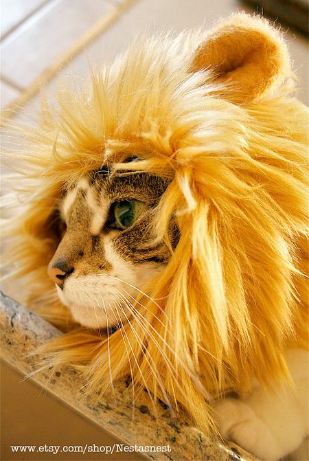 Lion Cat