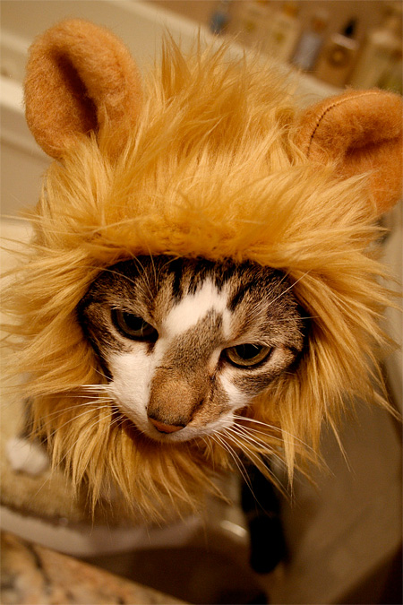 Cat Lion
